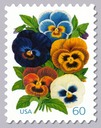 Pansies