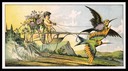 Bird Chariot