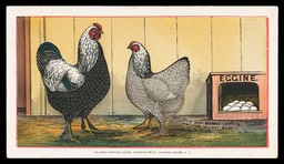 Clough's Bantam Yards