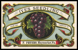 F. Peters Vineyard / Ives Seedling (grapes)
