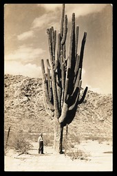 The World's Largest Saguaro Cactus