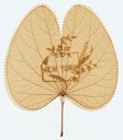 Souvenir Bauhinia Leaf