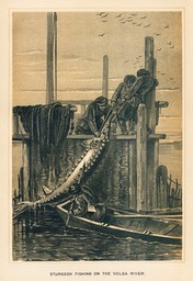 Sturgeon Fishing On The Volga River