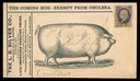 L. B. Silver Company / Improved Chester Swine