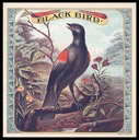 Black Bird