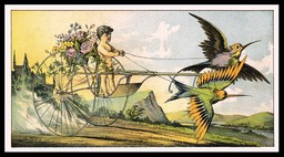 Bird Chariot