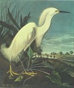 Birds of America / Audubon